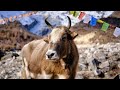 Animals of the Himalayas | Himalayan Rhythms