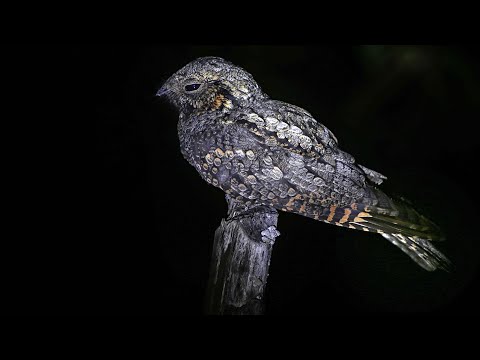 After Dark: The Nightlife of the Nocturnal Nightjar