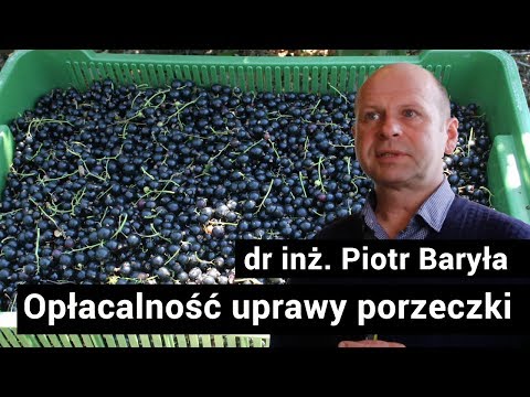 Opłacalność uprawy porzeczki [Piotr Baryła]