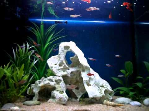 Aquarium- Children by Robert Miles