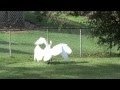 One Sided Trumpeter Swan Fight in Plymouth Township, Michigan