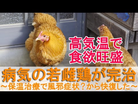 , title : '病気の若雌鶏が完治～保温治療で風邪症状？から快復したニワトリは食欲旺盛～'