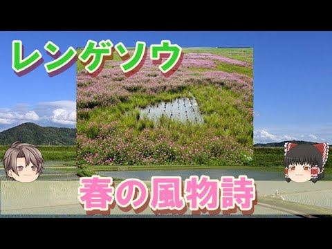 本物の獣医レンゲ 植物