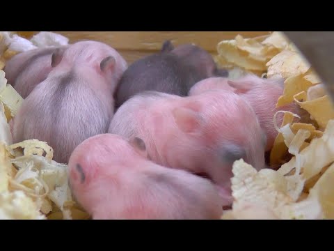 Filhotes de Hamster Anão Russo 11º dia