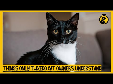 6 Things Only Tuxedo Cat Owners Understand