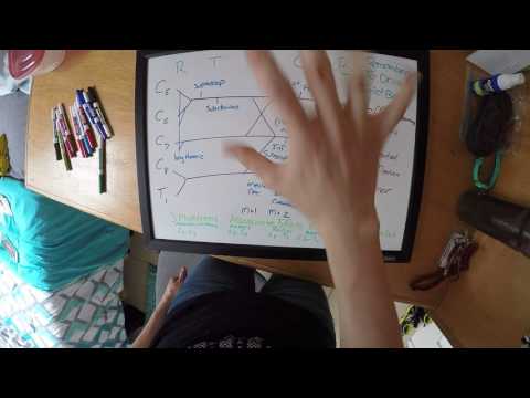 Brachial Plexus, Mnemonics, and Injuries