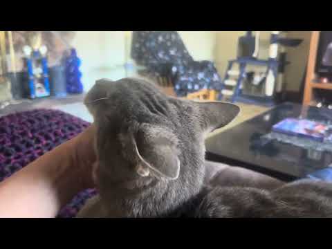 Catching up on Y&R with Swiffer and doing aircraft ears  #airplaneears #cutecats #verticaltakeoff