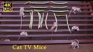 4k Cat TV Playground: Mice Climb & Scurry with Real Activity Sounds for cats to watch