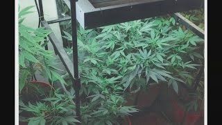 Marijuana grow operation, guns, cash seized in Lee County, Va.