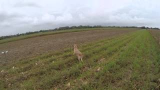 preview picture of video 'El Campo, TX Opening Day Dove Hunt 2014'