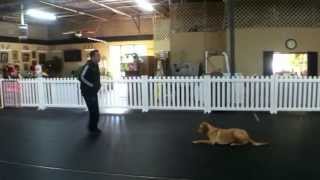 preview picture of video 'Wounded Warrior's Pet Dog Trained as PTSD Service Dog, Charlotte North Carolina'