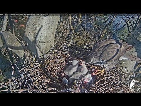 2017/05/13 08h19m ~Chick steals food from its sibling~
