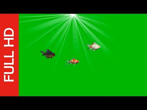 Tropical Fish Green Screen Video_Funny Rotating!
