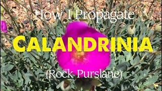 How I Propagate Calandrinia (Rock Purslane)