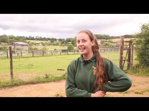 Pygmy Goat Gardeners at Noah's Ark