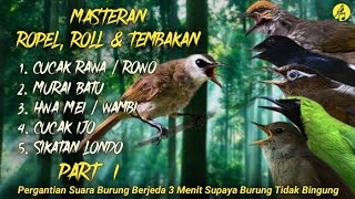 Download lagu Masteran Burung Trucukan Master Roll Speed Burung Lomba Audio Jernih (Jogjog, Kutilang, Dll) mp3