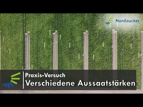 Nordzucker Praxis Versuch   Verschiedene Aussaatstärken