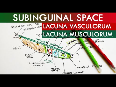 The Subinguinal Space - Lacuna Vasorum & Lacuna Musculorum | Anatomy Tutorial