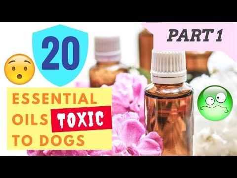 20 Essential Oils Toxic to Dogs (Part 1)
