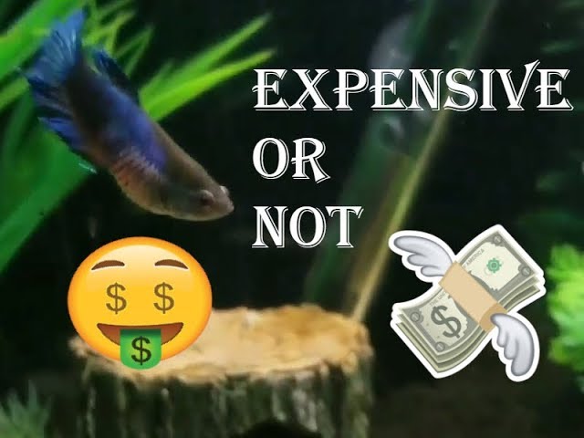 ARE BETTA FISH EXPENSIVE TO CARE FOR 2017