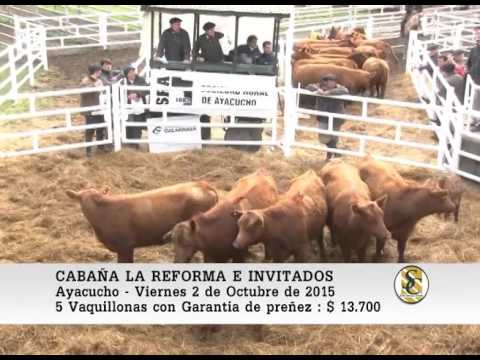 02-10-15 Ventas de Vientres - Cabaña La Reforma e Invitados - Ayacucho.