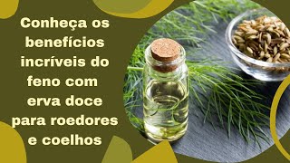 Vídeo de Feno Super Premium com Erva-Doce para Roedores e Coelhos - Little Dreams