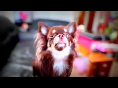Top 5 Chihuahuas Dog Breeds | Our Dog Breeds
