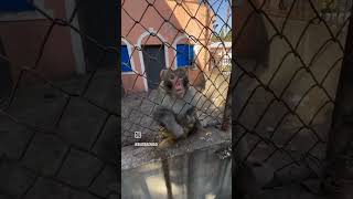 Download lagu Jurus Tangan Seribu mp3