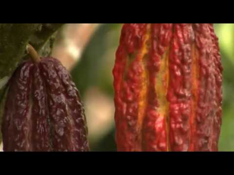 STORYTELLING CACAO