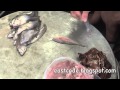 Preparing spotted knifefish or Chitala ornata 