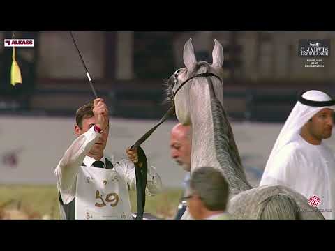 N 59 D TAHALEEL   KIAHF 2024   GCAT Doha Edition   Fillies 2 Years Old   Section B Class 2B