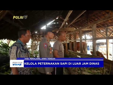 PEMALANG BERKAH JUAL SAPI KURBAN CIPTAKAN INOVASI BIOGAS GRATIS
