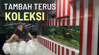 TAMBAH TERUS KOLEKSI IKAN PREDATOR DI MARKAS @JAMMVLOG