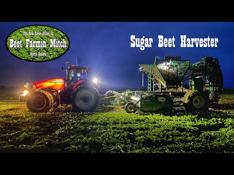 Sugar Beet Harvest: The Night Shift