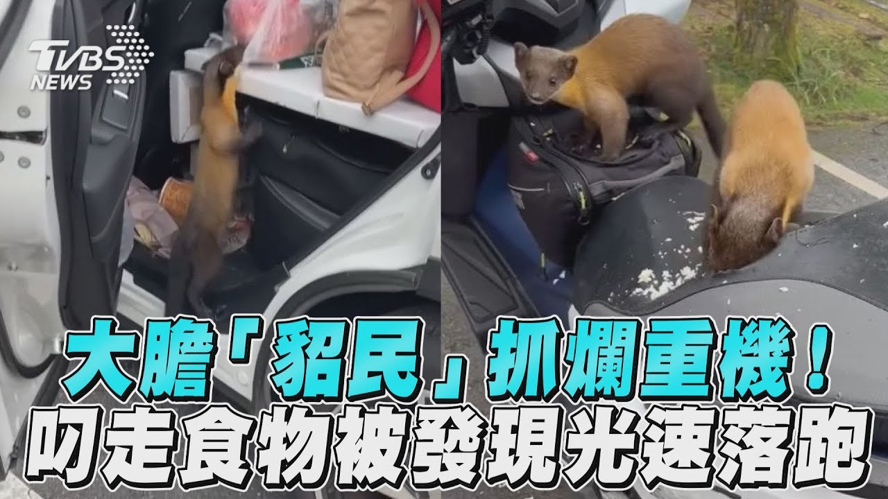 影音/大膽「貂民」抓爛重機! 叼走食物被發現光速落跑