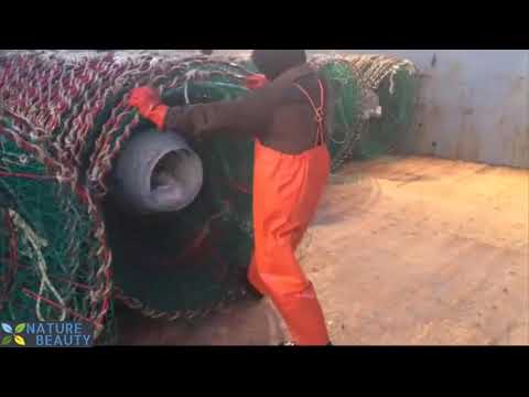 Catch Hundreds Tons Crabs With Modern Big Ship, Automatic Crab Processing Line | Nature Beauty TV