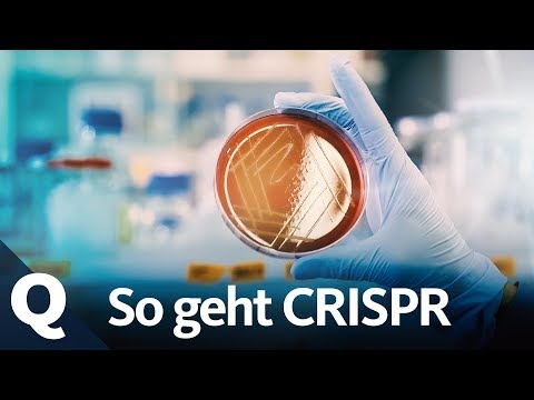 New genetic engineering: Researchers love the CRISPR/Cas method | Quarks