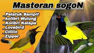 Download lagu MASTERAN SOGON BONGKAR ISIAN‼️Ampuh Untuk Sogon Tarung Ngiwik Langsung Bongkar Isian. mp3