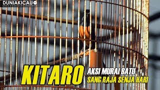 Download lagu MB KITARO Sang RAJA SENJA HARI Beraksi Di JAYAKARTA CUP 2018 mp3