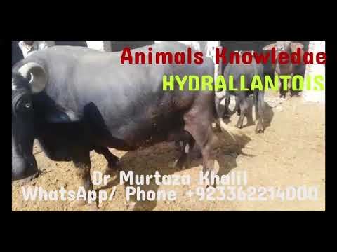 Hydrallantois in buffalo | Pot belly in animal | Dr murtaza khalil | Animals knowledge