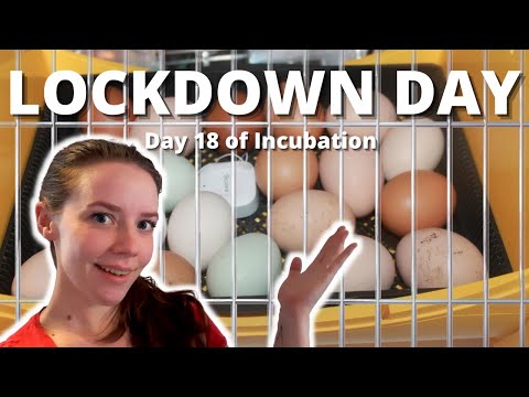 Incubating Chicks || Lockdown Day || Day 18