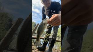 2026 BASS FISHING #bass #fishing #fish #ponds #lake #summer #heat #fyp #trend #fun #largemouthbass