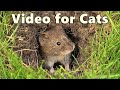 Videos For Cats To Watch Mouse Vole Mole And Shrew Fun 8 HOURS
