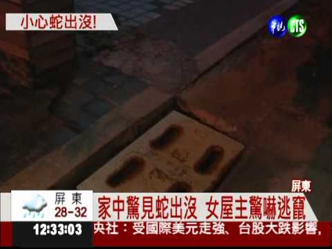 車庫驚見蛇出沒 膽量過人徒手抓