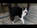 Tuxedo Cat Meowing And Trilling So Cute