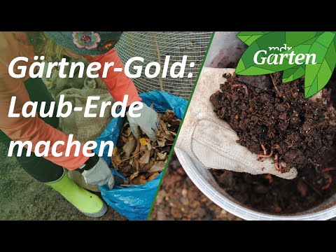 Laub-Kompost anlegen - Lauberde für Anzucht und Jungpflanzen herstellen | MDR Garten
