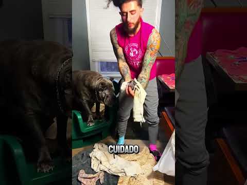 Ele SALVOU o filhote 👏❤️ #incrível #curiosidades #cachorro