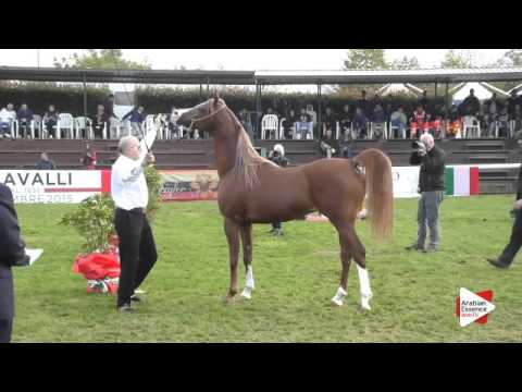 N.93 MP RITZIUS - Arezzo 2015 - Stallion 4-6 years old (Class 10)