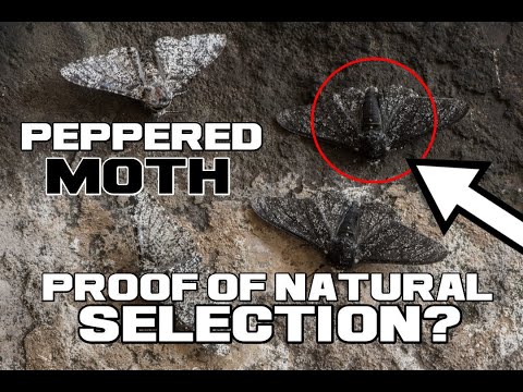 Peppered Moth Facts - Proof of Natural Selection? - Animal a Day