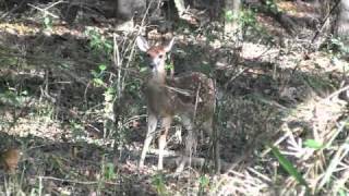 preview picture of video 'Oct 2, 2010 Fawn'